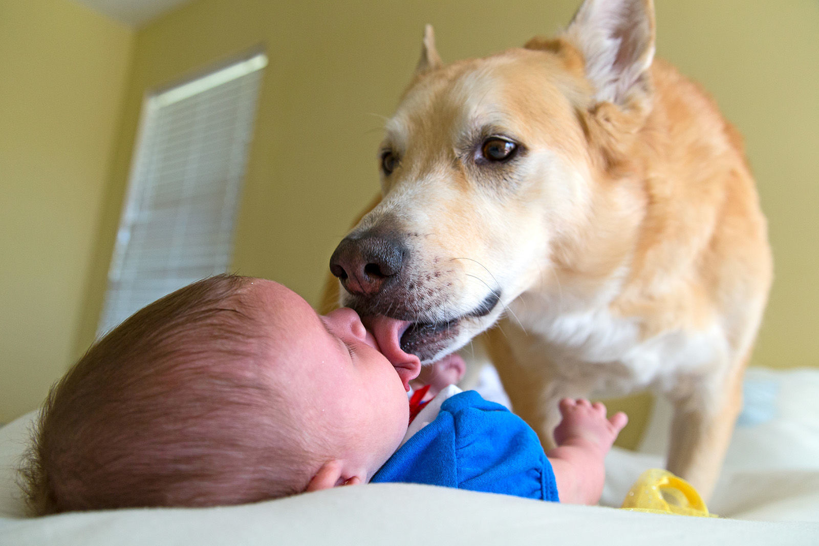 Dog kisses